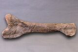 Huge, Adult Hadrosaur (Hypacrosaurus) Tibia Bone - Montana #245513-11
